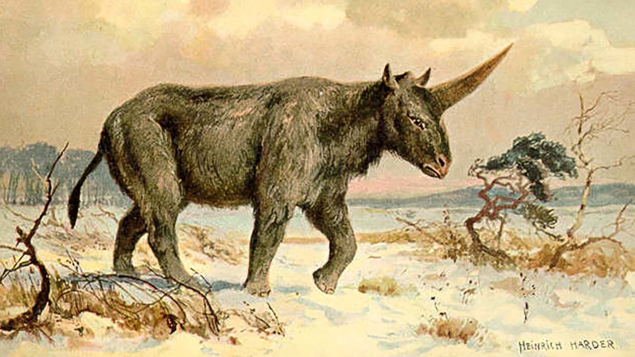 'Siberian unicorn' once walked among early humans | CNN