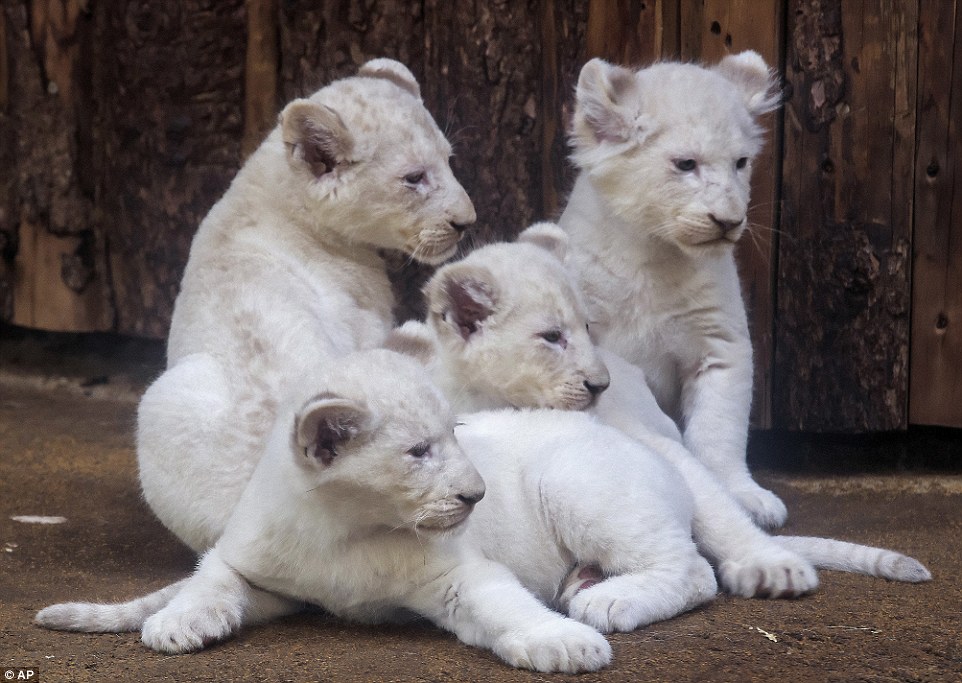 The seven-week-old lion cubs - one female and three male - were born on Christmas day at the Magdeburg Zoo in Gemrnay, and now weigh between eight and 11 kilograms each