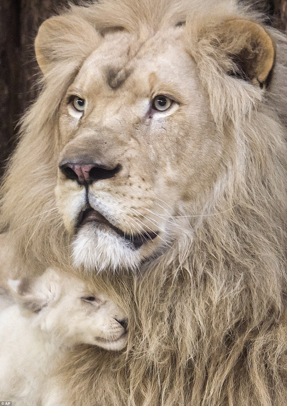 One cub nestles itself into its father Madiba's huge mane, as he looks out over their enclosure at the German zoo