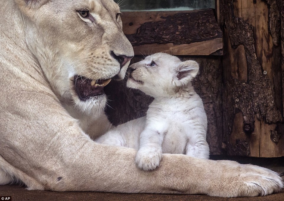 One of the seven-week-old cubs affectionately plays with its mother Kiara. The extremely rare big cats are nearly extinct in their native South Africa because of the poaching trade