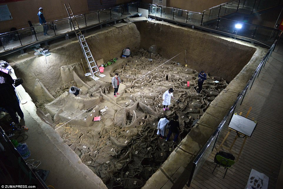 In the vicinity of the Lord’s tomb, archaeologists have unearthed a burial pit containing the remains of 100 horse skeletons dating back 2,400 years