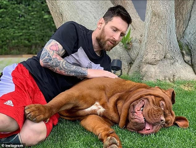 Messi's pet Bordeaux Mastiff, Hulk, is seven years old. They have a life span of five to eight years, but in some cases there are some who live up to 11