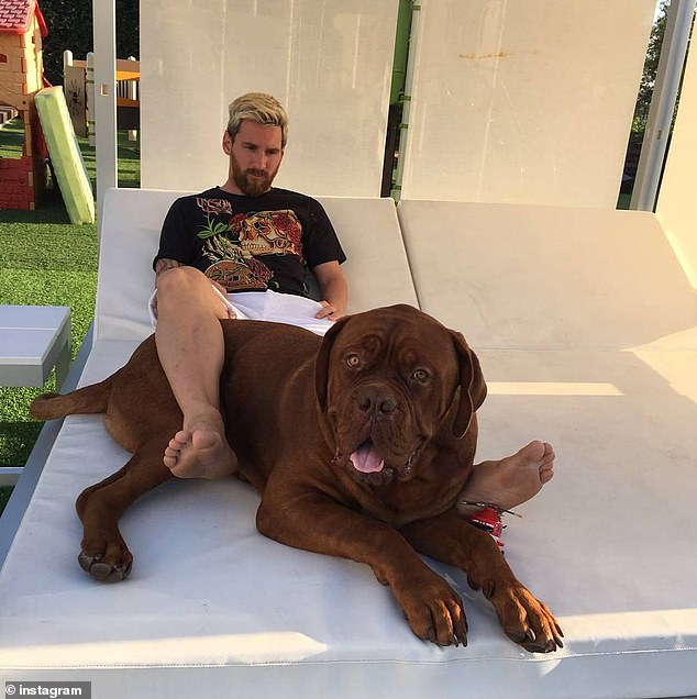 Messi rests at his Barcelona home with the family pet dog, Hulk, a seven-year-old Bordeaux Mastiff