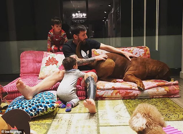 Messi plays with Hulk in the family's home. For now, Hulk is being looked after by the staff at the luxurious home in Castelldefels, a suburb 12 miles away from Cam Nou