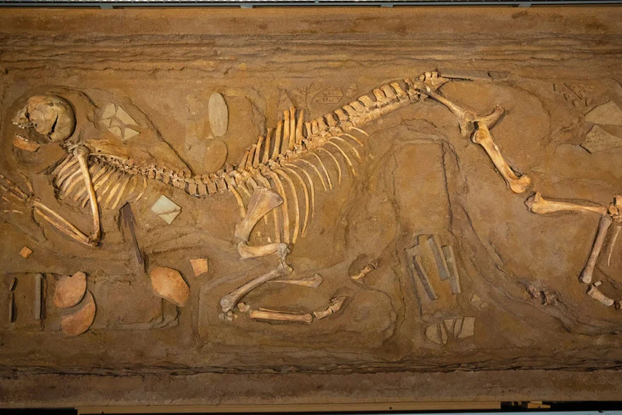 An Excavated Centaur Skeleton from 1980 - News