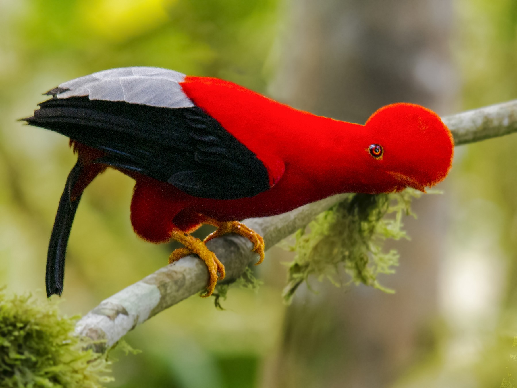 Andean Cock-of-the-rock - eBird