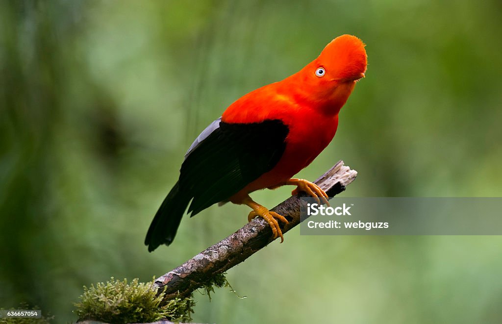 120 Andean Cock Of The Rock Bird Stock Photos, Pictures & Royalty-Free  Images