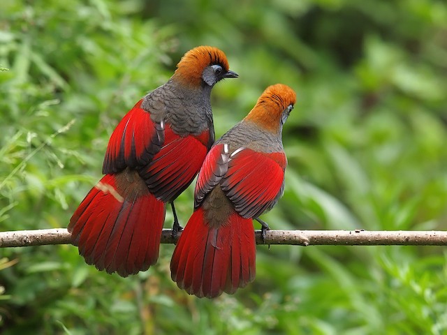 Red-tailed Laughingthrush - eBird