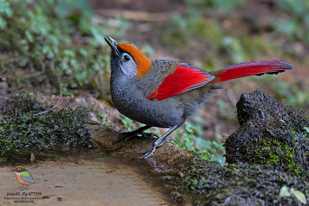 Red-tailed Laughingthrush (Trochalopteron milnei) 红尾噪鹛| Flickr