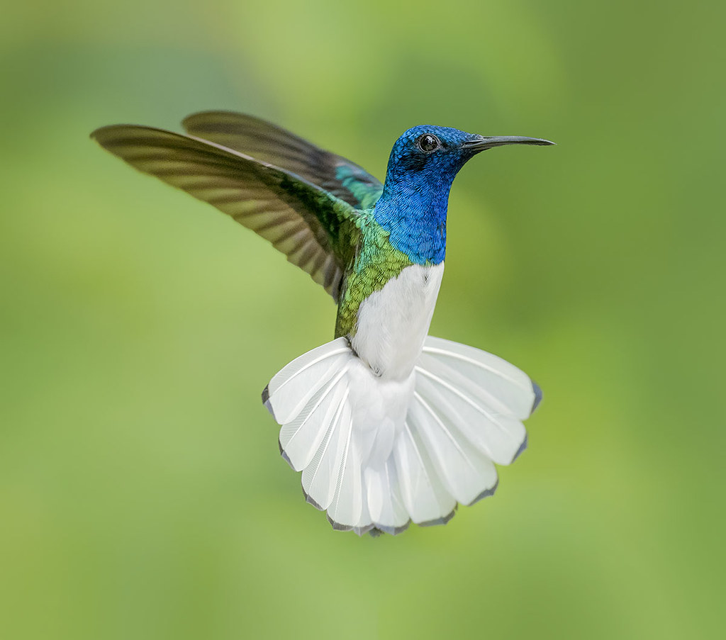 White Necked Jacobin Hummingbird in flight dancing in the … | Flickr