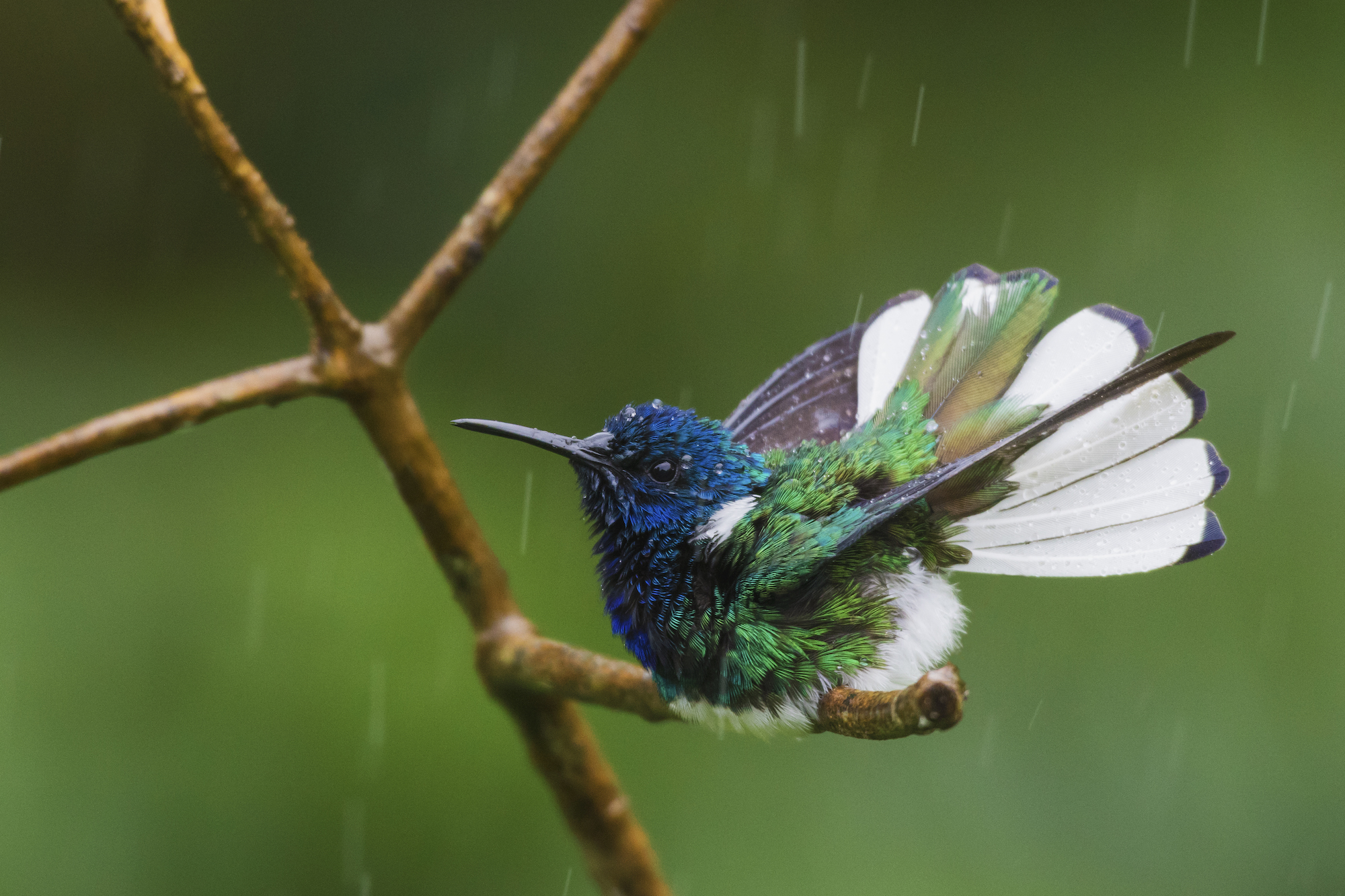2020 Color of Birds contest third place: White-necked Jacobin - BirdWatching