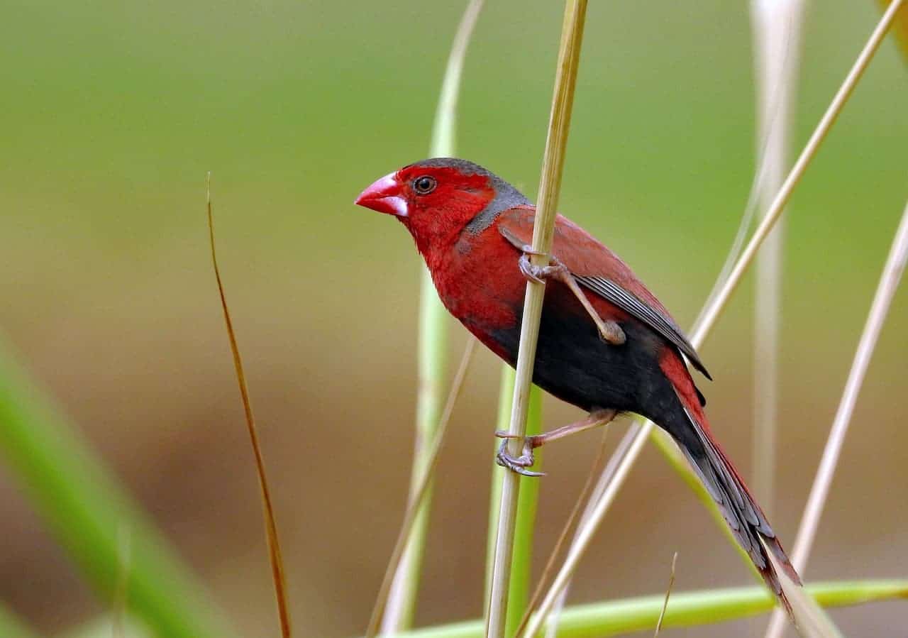 The Crimson Finch (Neochmia phaeton) Information | Earth Life