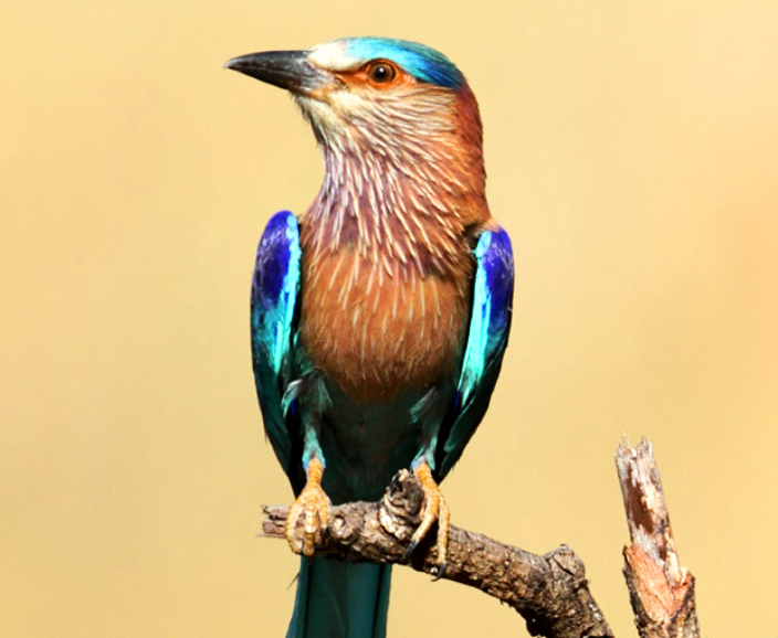 Enjoy the Mesmerising Colours and Graceful Flight of the Indian Roller, a Living Masterpiece of Nature’s Palette, by Embracing the Skies.