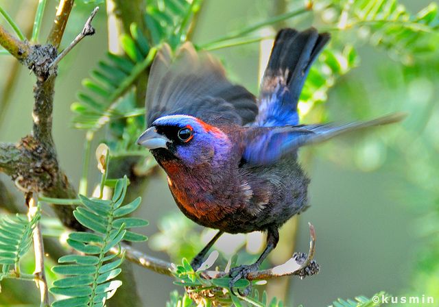 varied bunting (passerina versicolor) | Beautiful birds, Bird photo, Bird