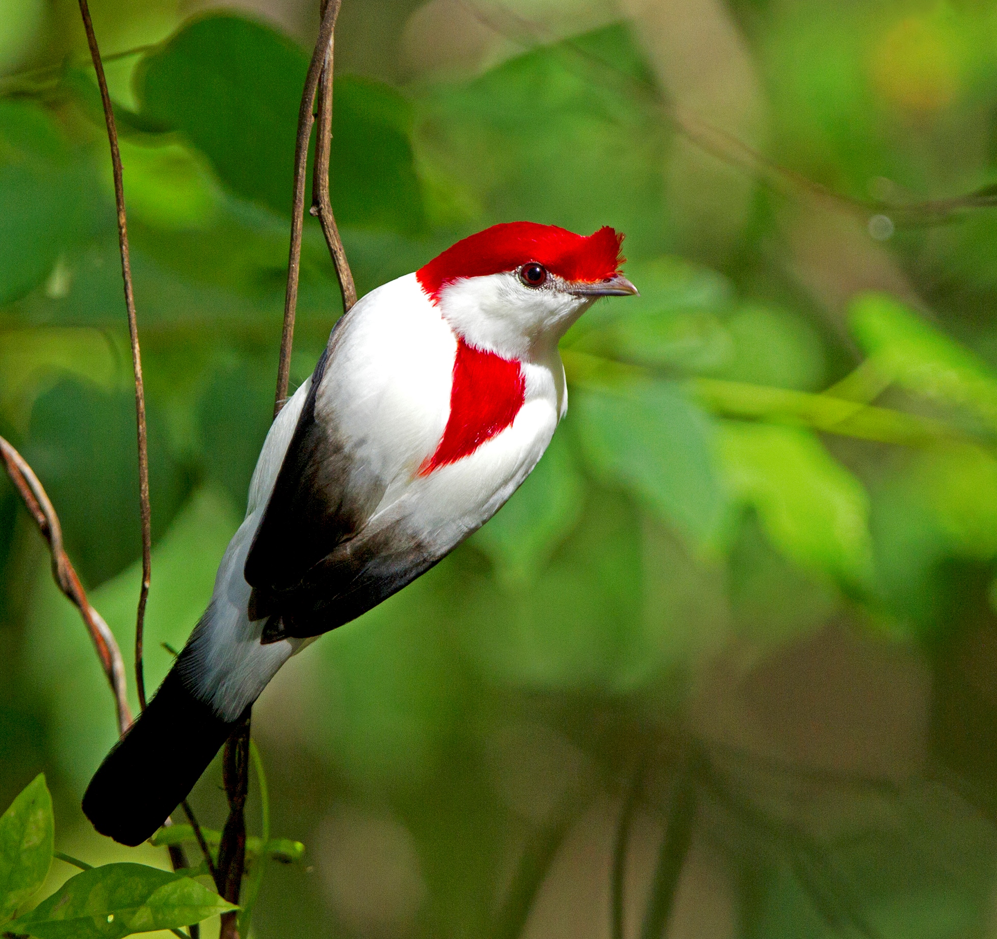 Ensuring the survival of Araripe's most celebrated resident: the Araripe  manakin | IUCN NL