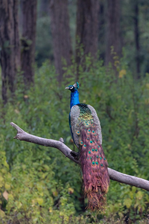 What is the national bird of India? Is it a peacock? - Quora