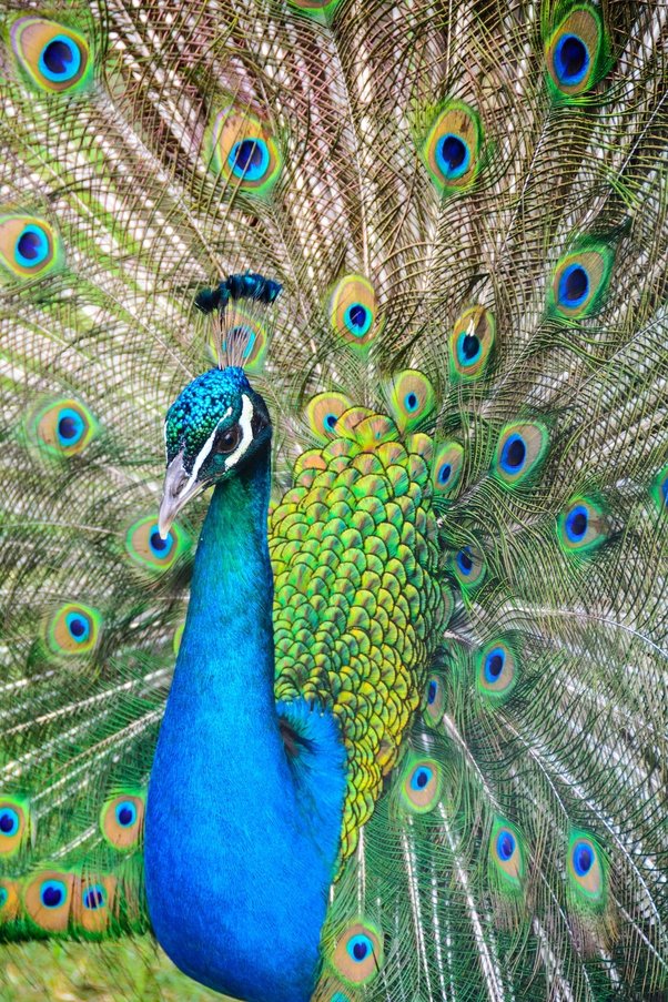 Which reason did the peacock become a national bird? - Quora