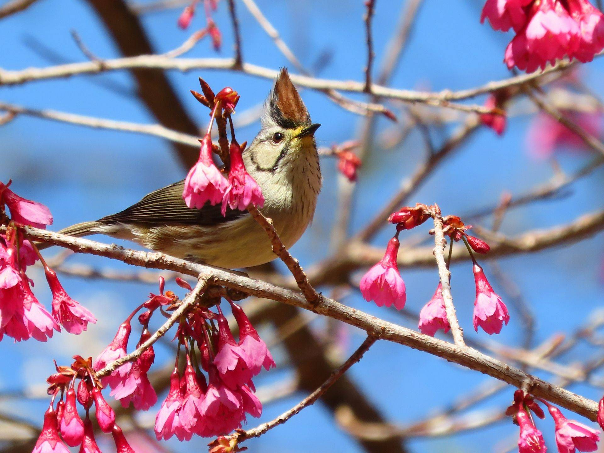 "Taiwan