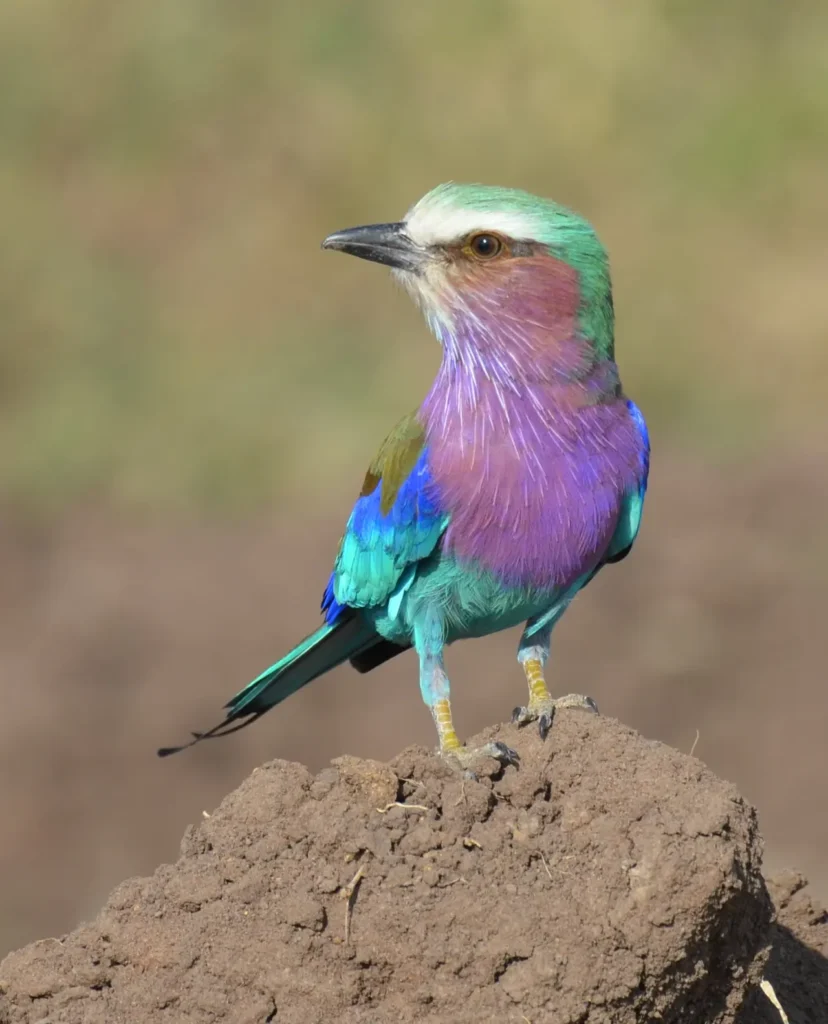 "Lilac-breasted