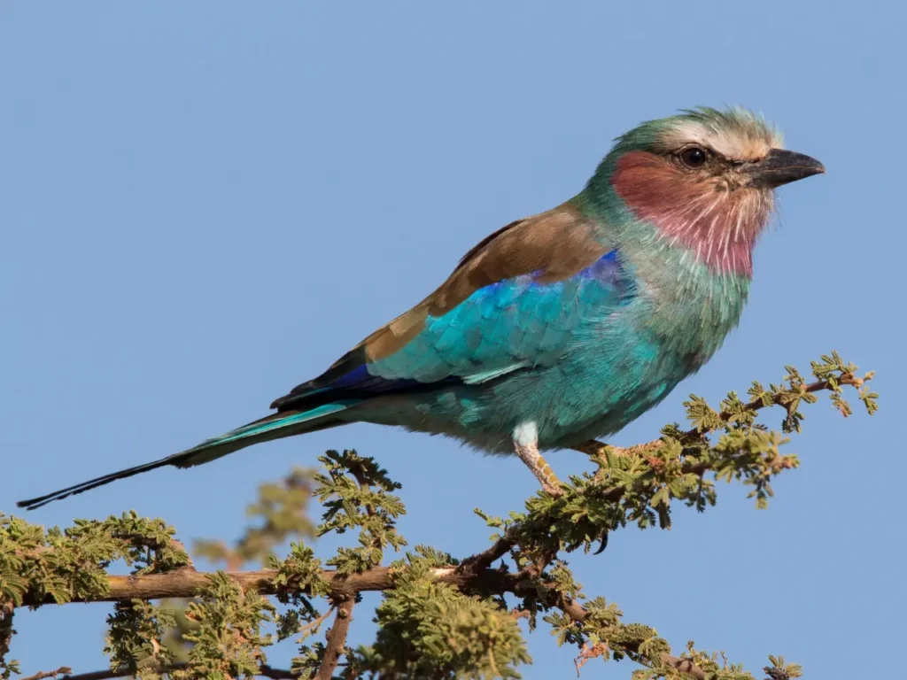 "Lilac-breasted