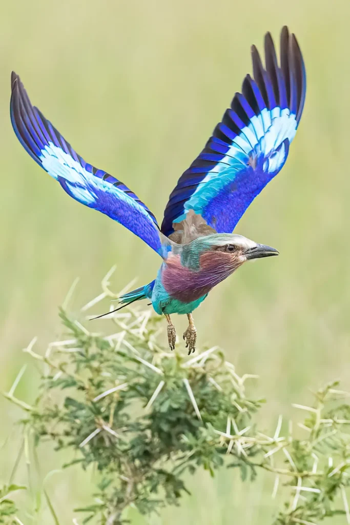 "Lilac-breasted