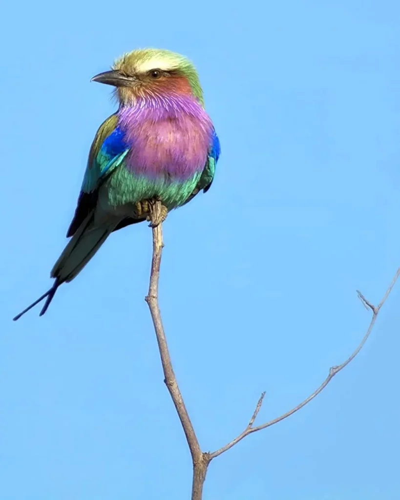 "Lilac-breasted