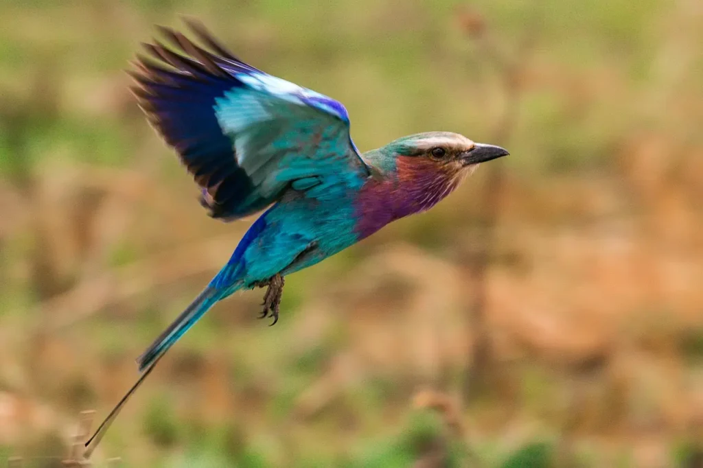 "Lilac-breasted