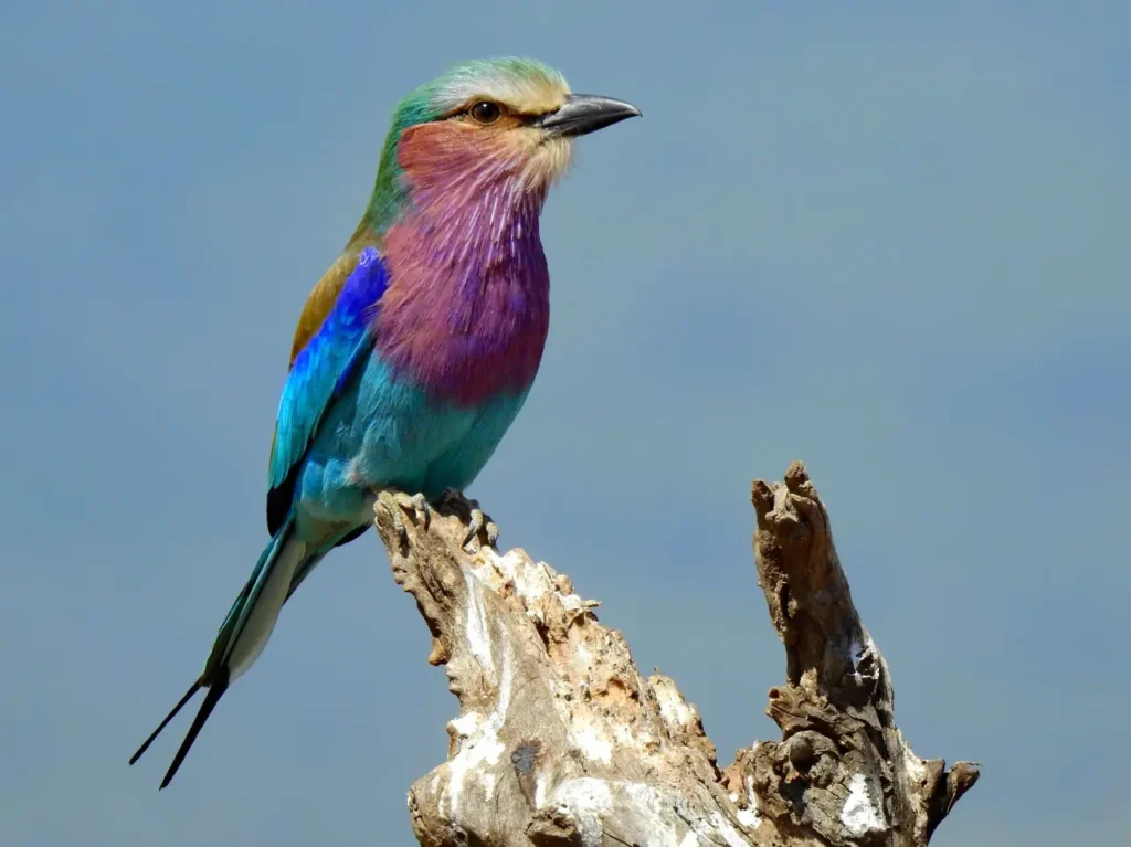 "Lilac-breasted