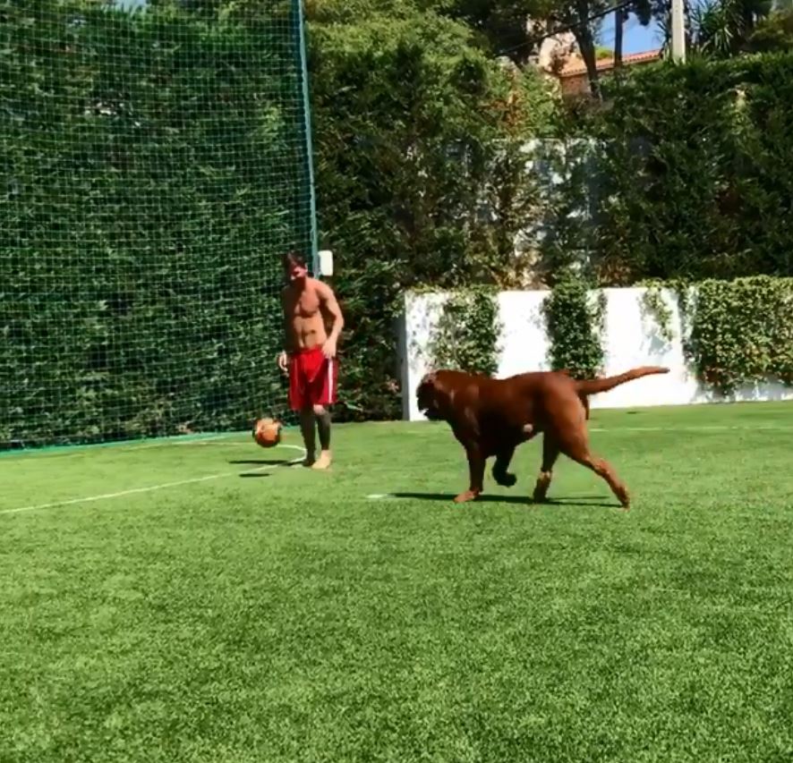 Messi often plays football in his garden with his Dogue de Bordeaux called Hulk