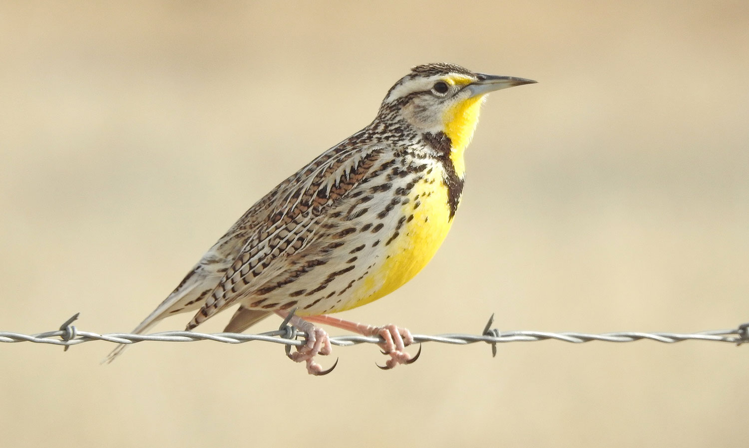 What is the State Bird of Nebraska?