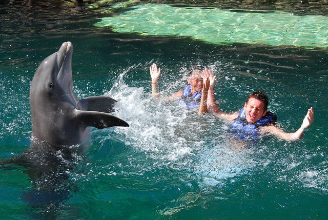 Nado con delfines en México | Delphinus